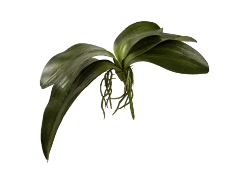 Artificial Orchid Leaf — Green Phalaenopsis Foliage | Vyne
