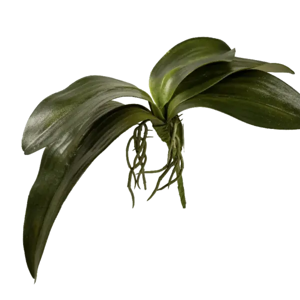 Artificial Orchid Leaf — Green Phalaenopsis Foliage | Vyne