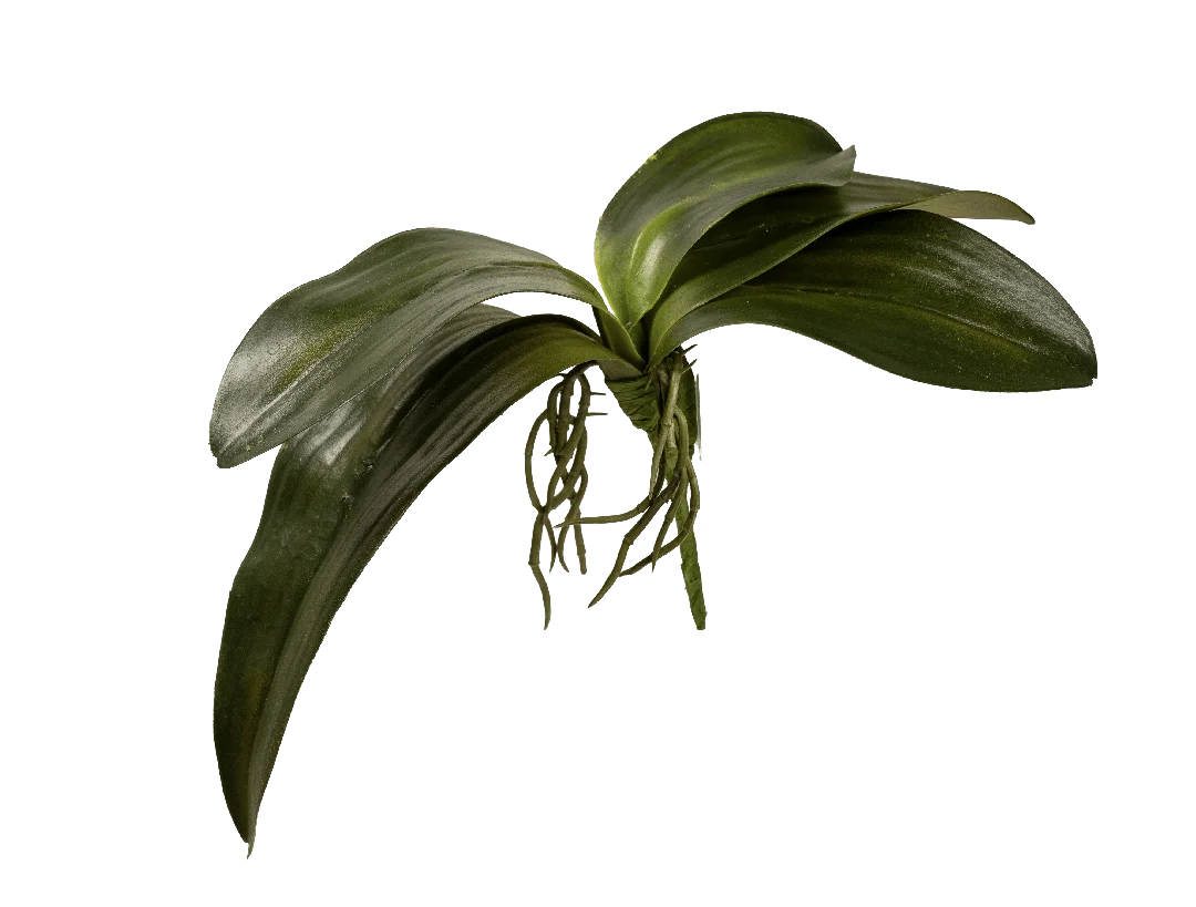 Orchid Leaf | Vyne Artificial Orchid Leaf — Green Phalaenopsis Foliage | Vyne