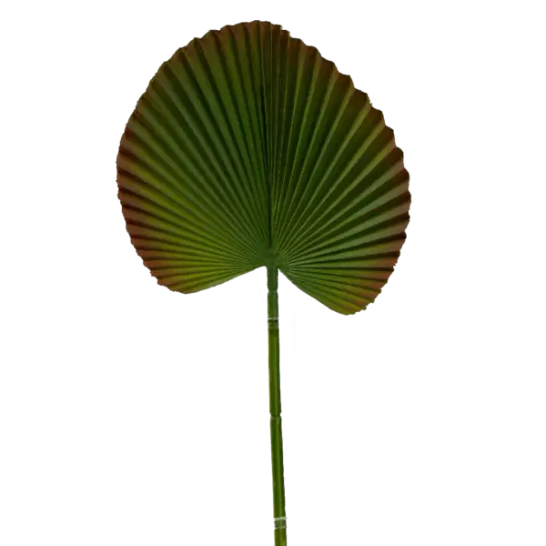 Artificial Palm Leaf — Rust Ember Rim Licuala | Vyne