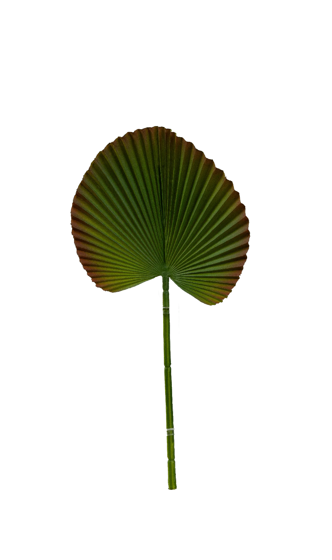 Licuala Palm Leaf (Rust Ember Rim) | Vyne Artificial Palm Leaf — Rust Ember Rim Licuala | Vyne