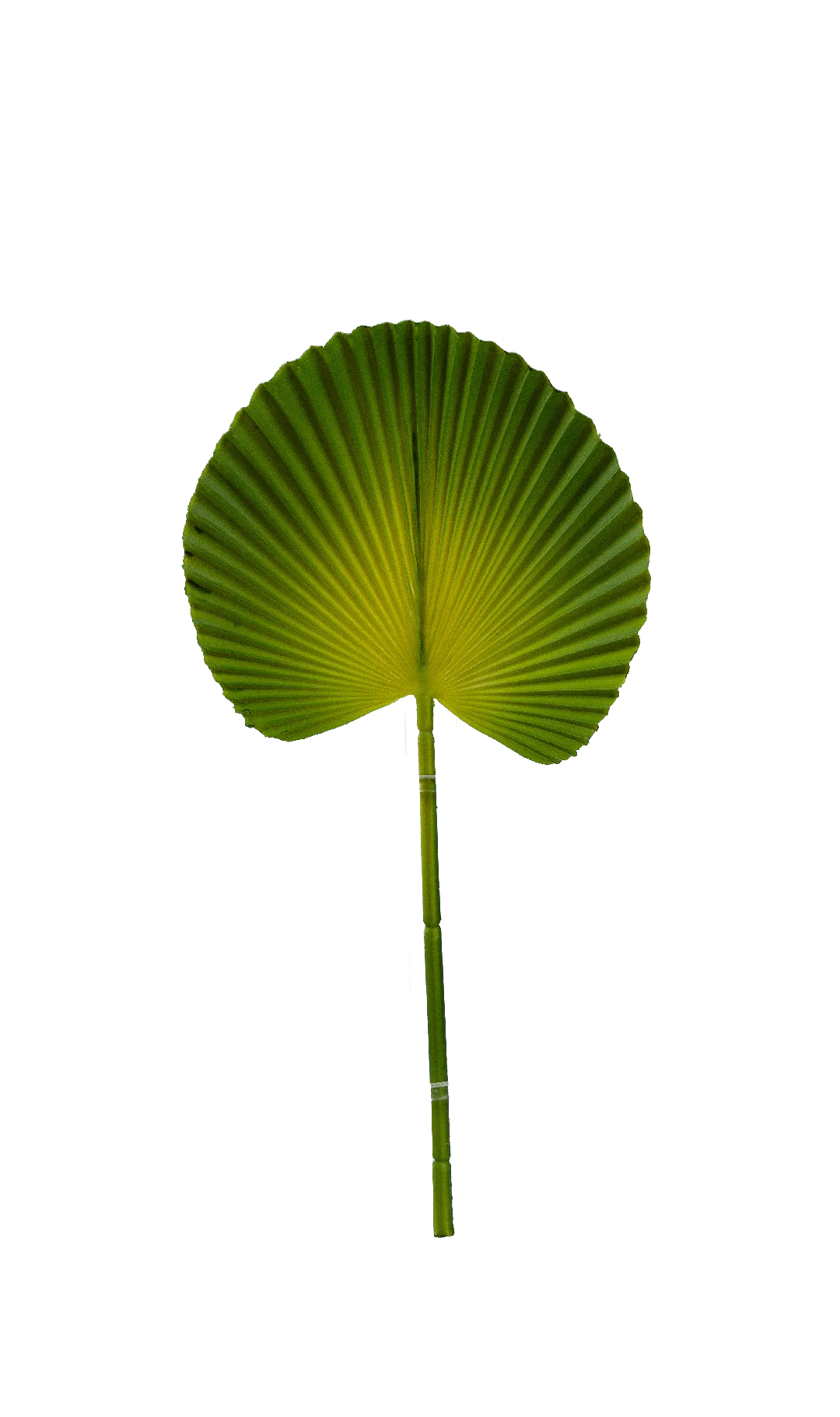 Licuala Palm Leaf (Citrus Chartreuse) | Vyne Artificial Palm Leaf — Citrus Chartreuse Licuala | Vyne