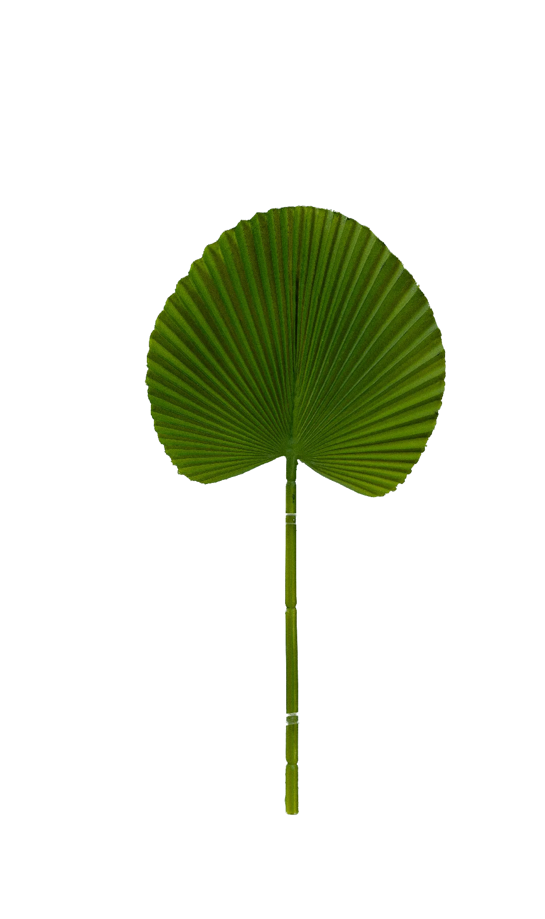 Licuala Palm Leaf (Fresh Lime Green) | Vyne Artificial Palm Leaf — Fresh Lime Green Licuala | Vyne