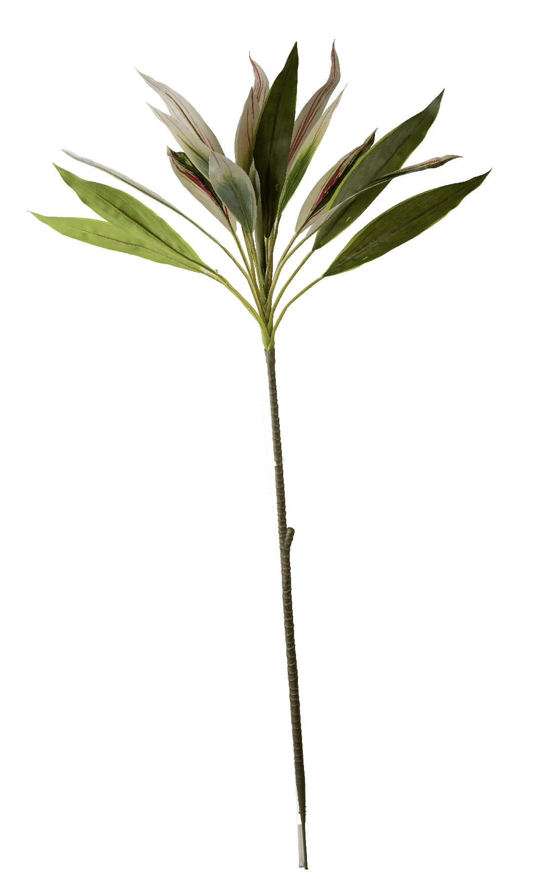 Cordyline (Ivory Pinstripe) | Vyne Artificial Cordyline Plant — Ivory Pinstripe | Vyne Boutique