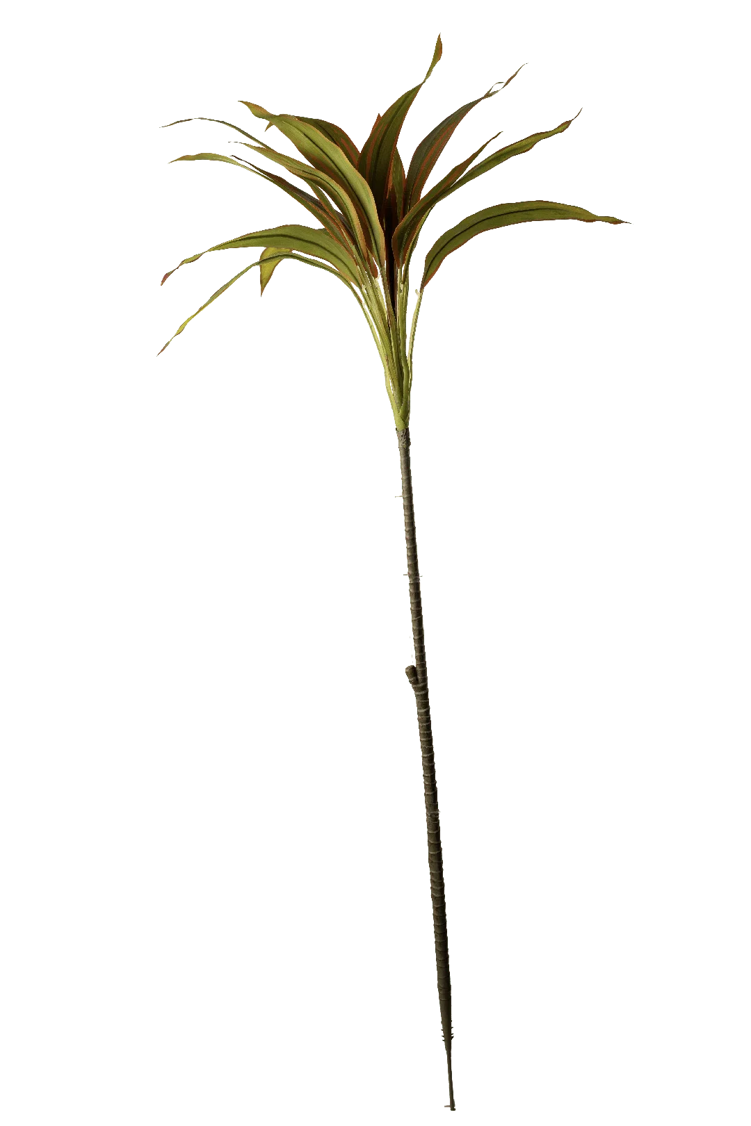 Cordyline (Olive Rust Edge) | Vyne Artificial Cordyline Plant — Olive Rust Edge | Vyne Boutique