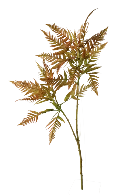 Mimosa Fern — Olive Moss Green Mimosa | Vyne Boutique