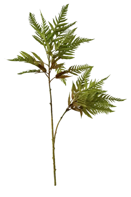 Mimosa Fern — Bronzed Fern Tip Mimosa | Vyne Boutique