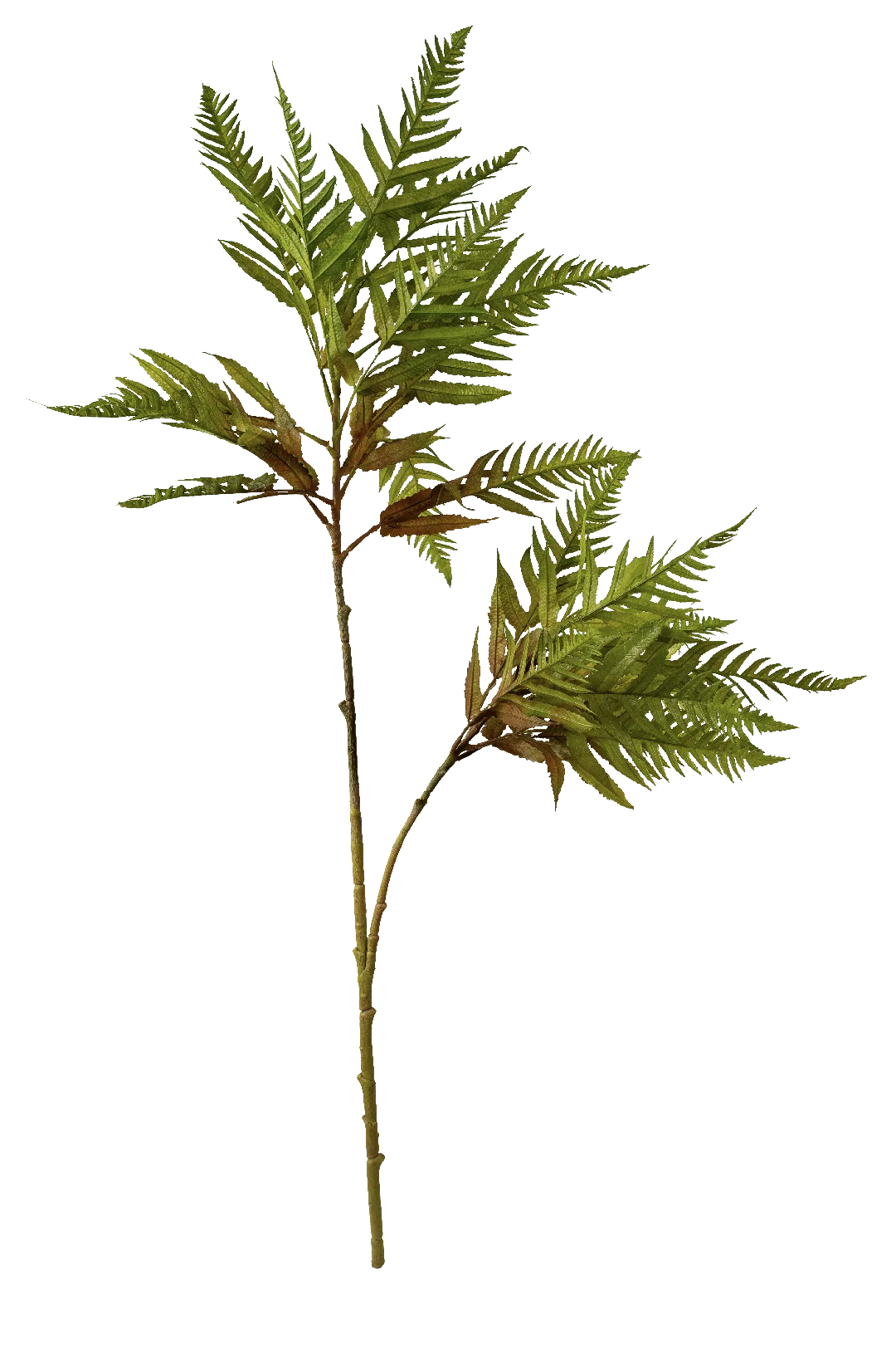 Mimosa Fern (Bronzed Fern Tip) | Vyne Artificial Fern Spray — Bronzed Fern Tip Mimosa | Vyne Boutique