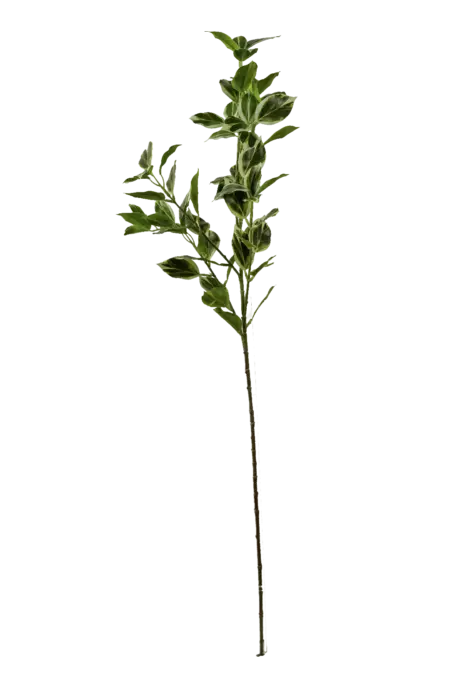 Artificial Pittosporum Foliage — Cream-Edged Green | Vyne