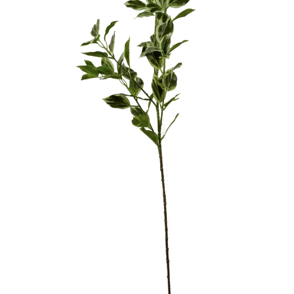 Artificial Pittosporum Foliage — Cream-Edged Green | Vyne