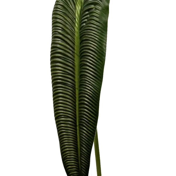 Artificial Elephant Ear Leaf — Forest Green | Vyne Boutique