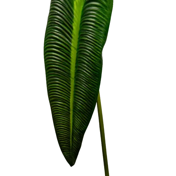 Artificial Elephant Ear Leaf — Classic Green | Vyne Boutique