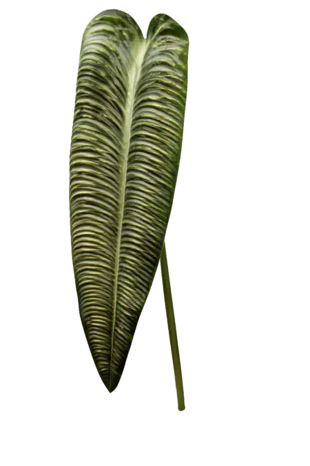 Artificial Elephant Ear Leaf — Fresh Green | Vyne Boutique