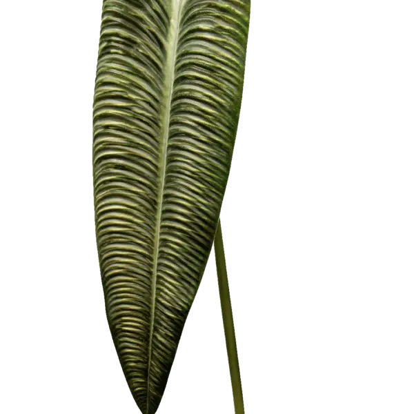 Artificial Elephant Ear Leaf — Fresh Green | Vyne Boutique