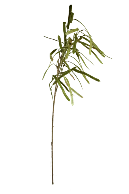 Artificial Berry Stem — Sage Green Bean Pod | Vyne