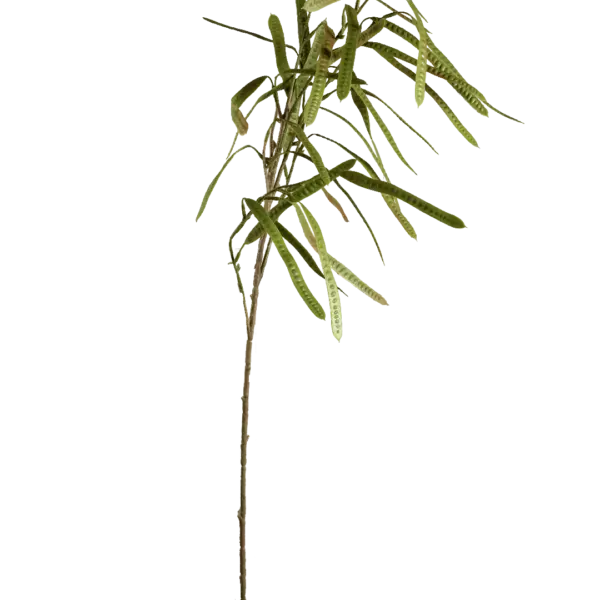 Artificial Berry Stem — Sage Green Bean Pod | Vyne