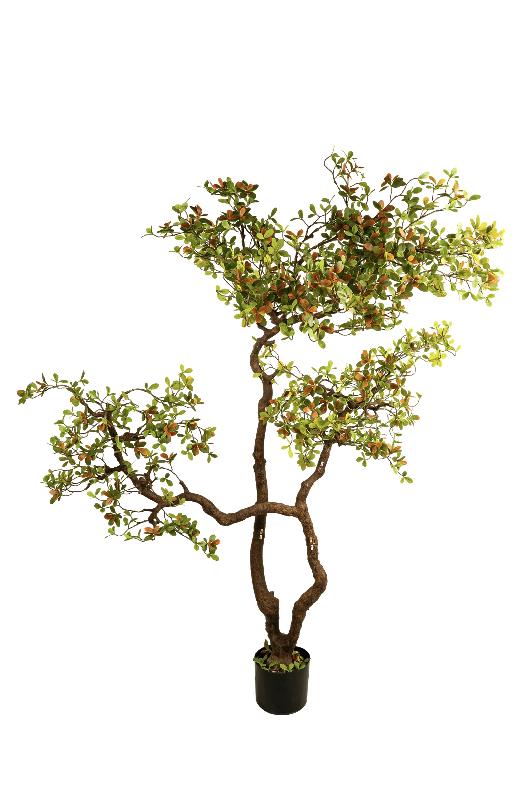 Oak Tree Wildwood Foliage (200cm) | Vyne Artificial Oak Tree — Wildwood Foliage 200cm | Vyne Boutique