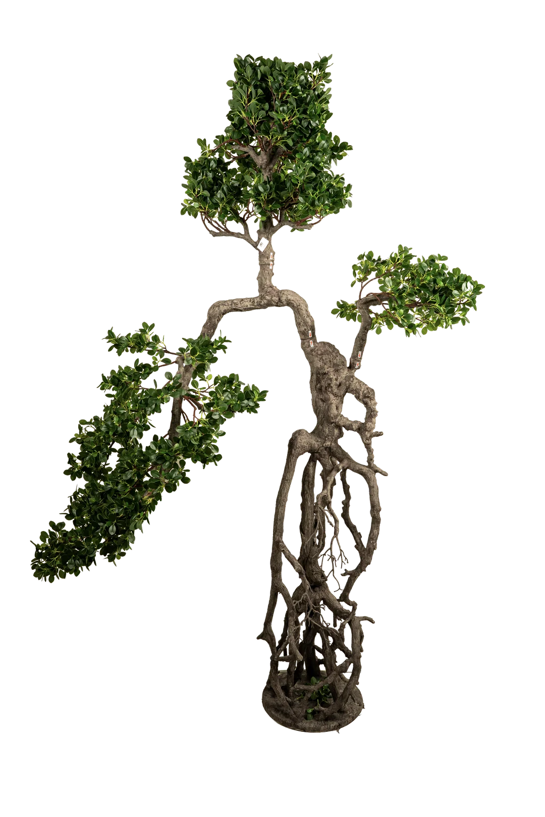 Ficus Microcarpa Bonsai (190cm) | Vyne Artificial Ficus Microcarpa Bonsai — 190cm | Vyne Boutique