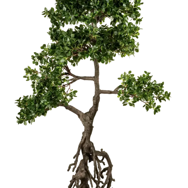 Artificial Ficus Microcarpa Bonsai — 150cm | Vyne Boutique