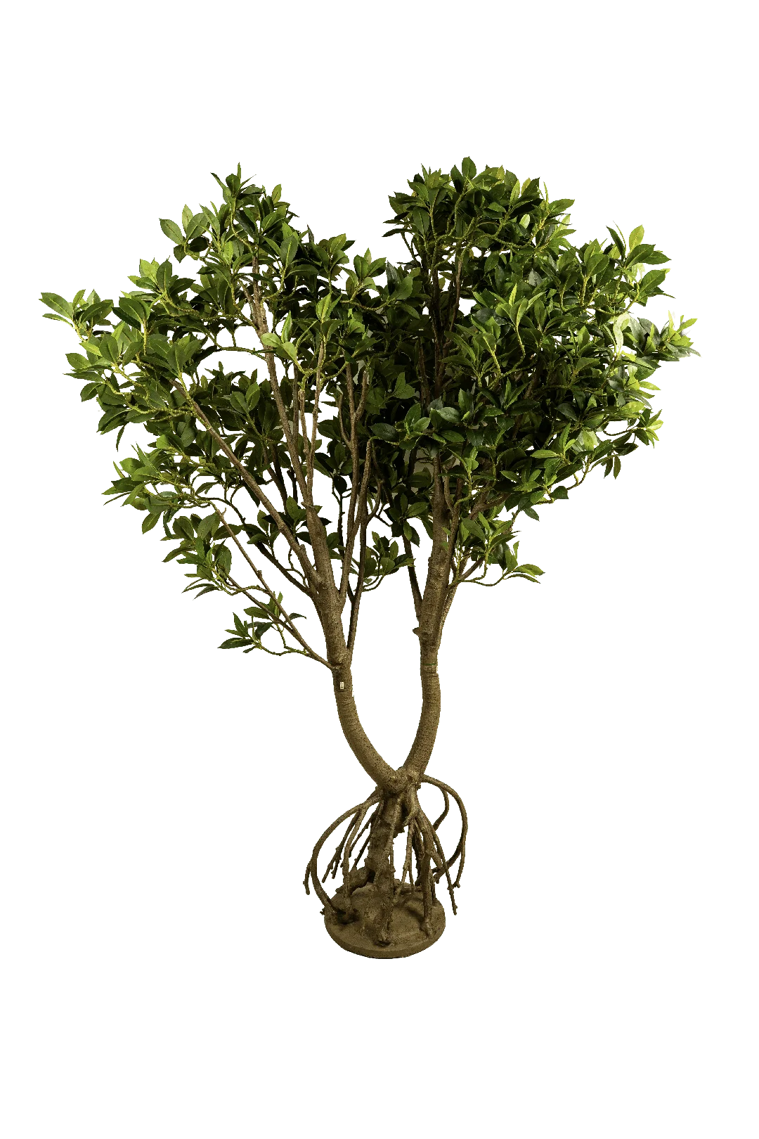 Ficus Microcarpa (220cm) | Vyne Artificial Ficus Microcarpa Tree — 220cm | Vyne Boutique