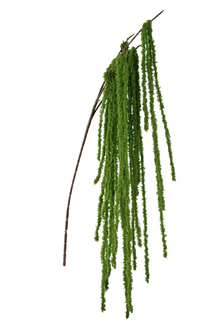 Hanging Spanish Moss