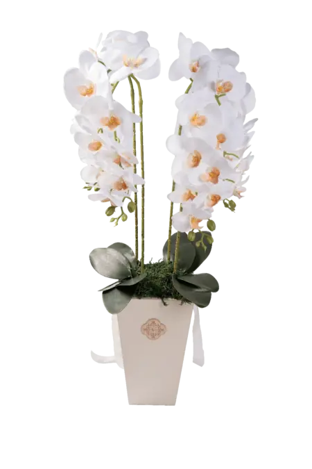 New Beginnings — Artificial White Orchid Arrangement | Vyne