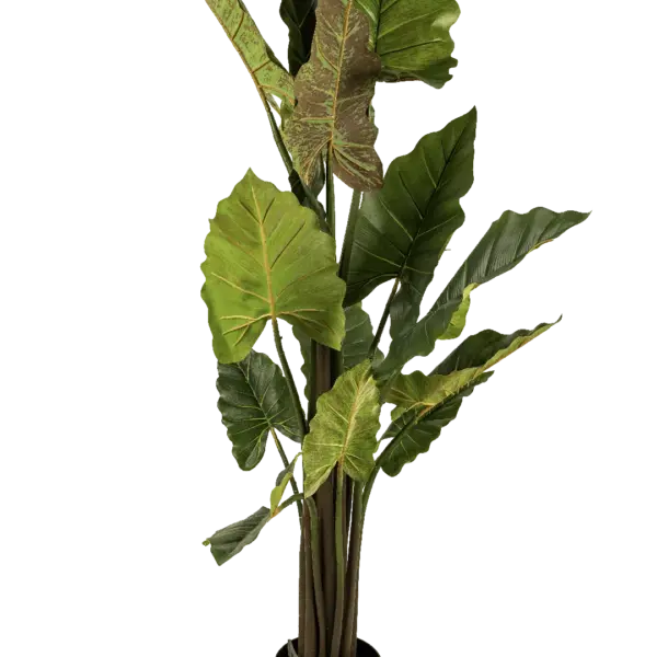 Artificial Alocasia Elephant Ear — 145cm | Vyne Boutique