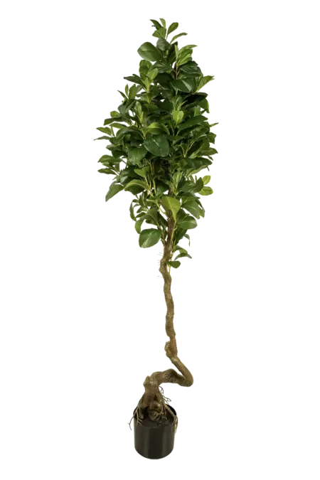 Artificial Ficus Microcarpa Tree — 150cm | Vyne Boutique