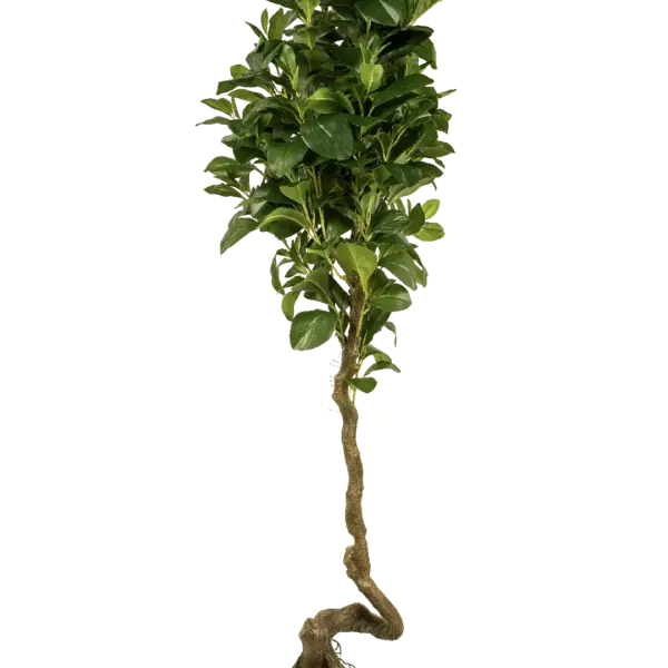 Artificial Ficus Microcarpa Tree — 150cm | Vyne Boutique