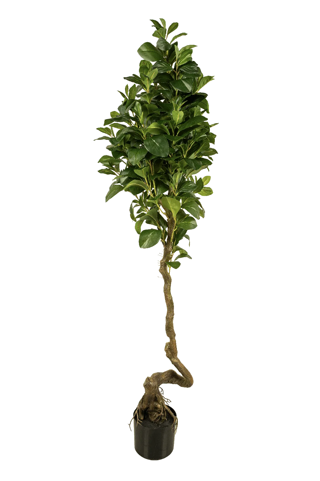 Ficus Microcarpa (150cm) | Vyne Artificial Ficus Microcarpa Tree — 150cm | Vyne Boutique