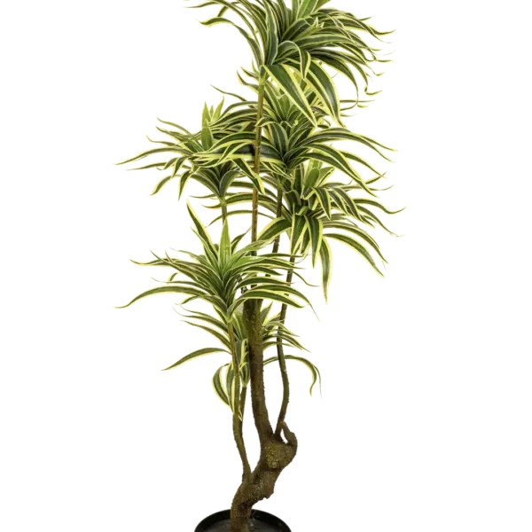 Artificial Dracaena Reflexa Variegated — 110cm | Vyne Boutique