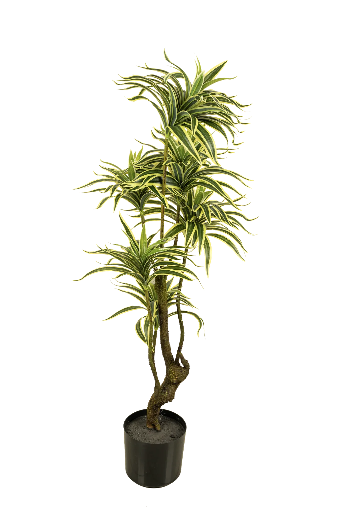 Dracaena Reflexa (Variegated) 110cm | Vyne Artificial Dracaena Reflexa Variegated — 110cm | Vyne Boutique