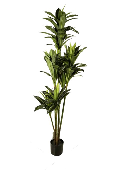Artificial Dracaena Fragrans Tree — 180cm | Vyne Boutique