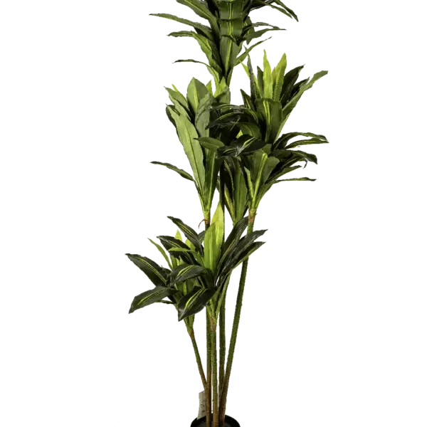 Artificial Dracaena Fragrans Tree — 180cm | Vyne Boutique