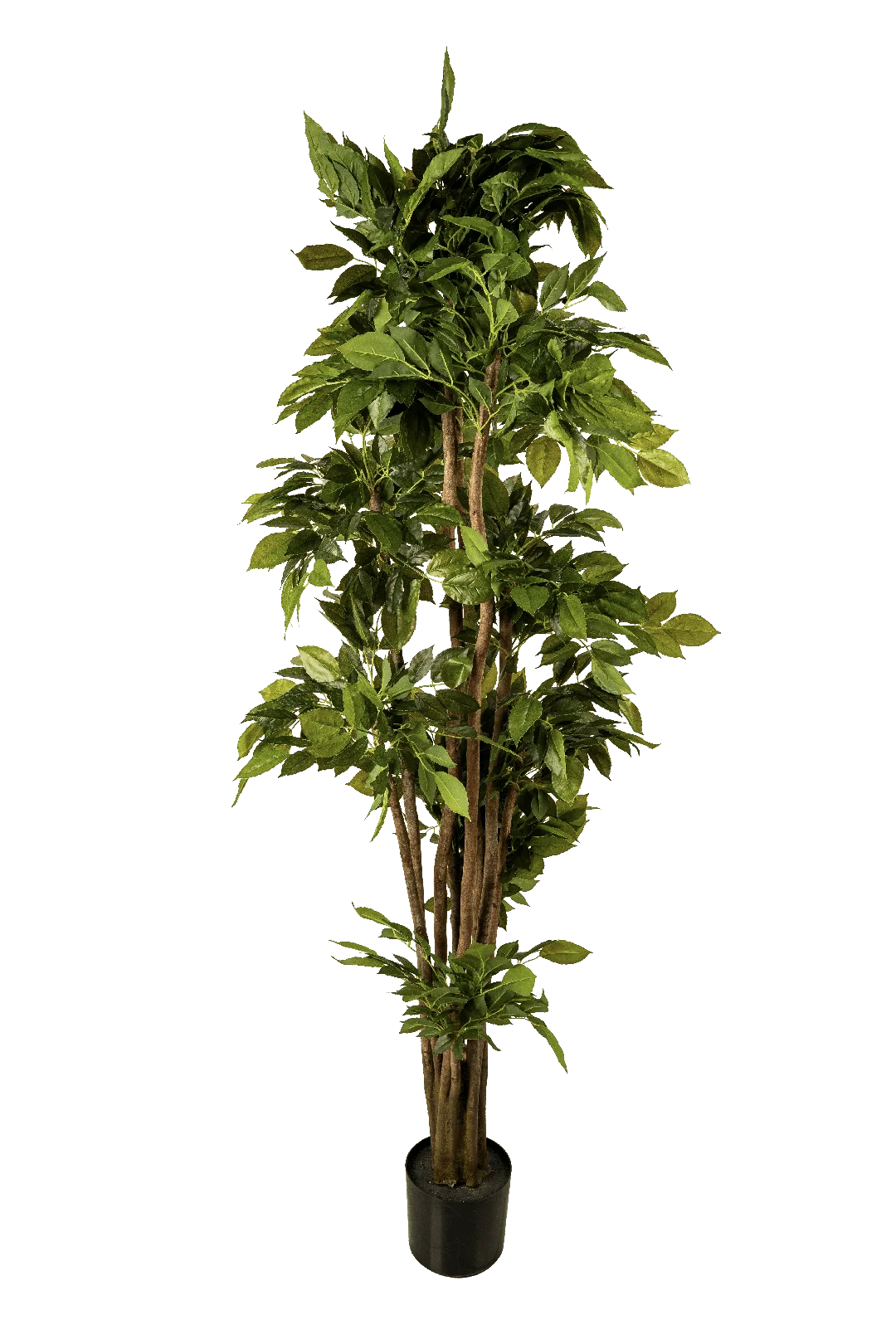 Willow Leaf Ficus (190cm) | Vyne Artificial Willow Leaf Ficus — 190cm | Vyne Boutique