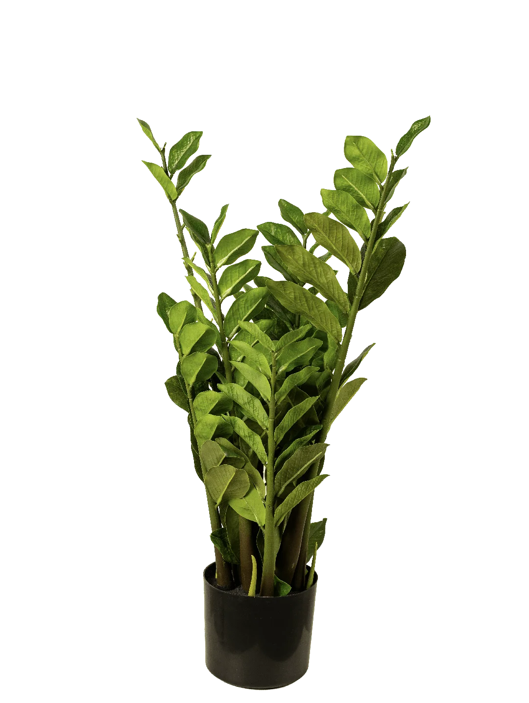 Zamioculcas Zamiifolia (ZZ Plant) 80cm | Vyne Artificial ZZ Plant — Zamioculcas 80cm | Vyne Boutique