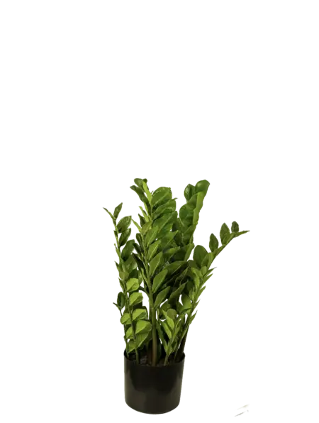 Zamioculcas Zamiifolia 60cm | Vyne Boutique