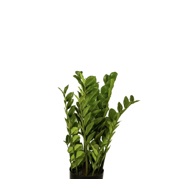 Artificial ZZ Plant — Zamioculcas 60cm | Vyne Boutique