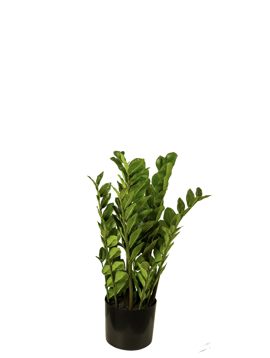 Zamioculcas Zamiifolia (ZZ Plant) 60cm | Vyne Artificial ZZ Plant — Zamioculcas 60cm | Vyne Boutique