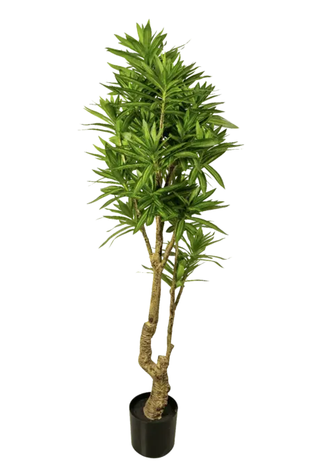 Dracaena Reflexa Song of India — 15cm | Vyne Boutique