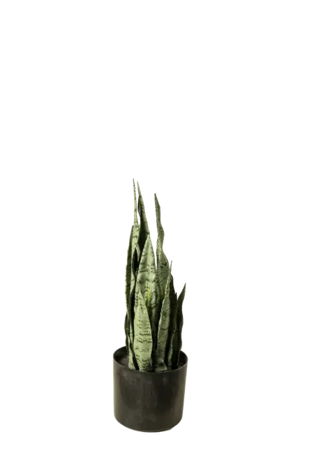 Artificial Snake Plant — Sansevieria 48cm | Vyne Boutique