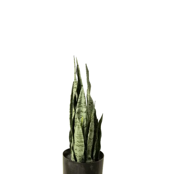 Artificial Snake Plant — Sansevieria 48cm | Vyne Boutique