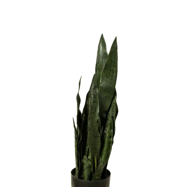 Artificial Snake Plant — 60cm | Vyne Boutique