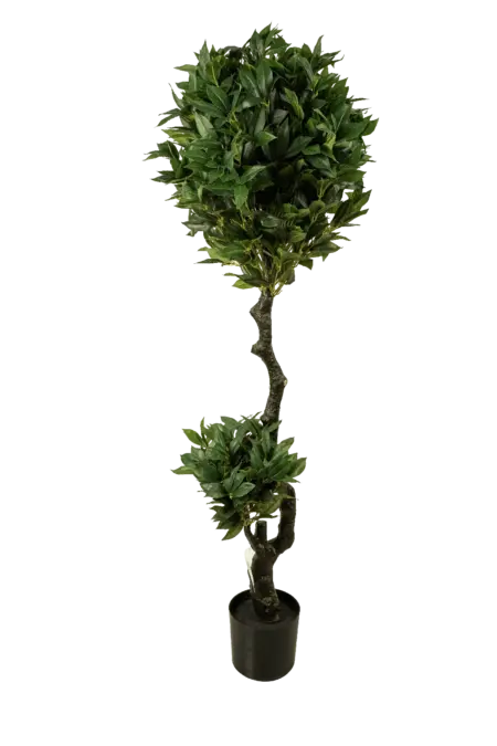Artificial Camellia Japonica Topiary — 160cm | Vyne Boutique