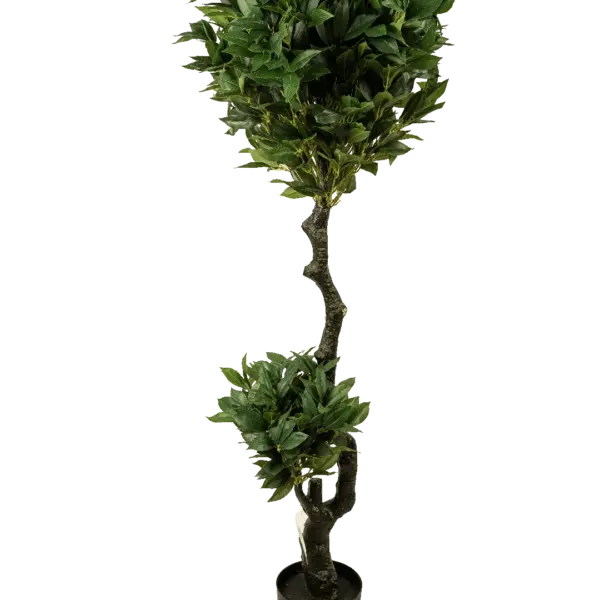 Artificial Camellia Japonica Topiary — 160cm | Vyne Boutique