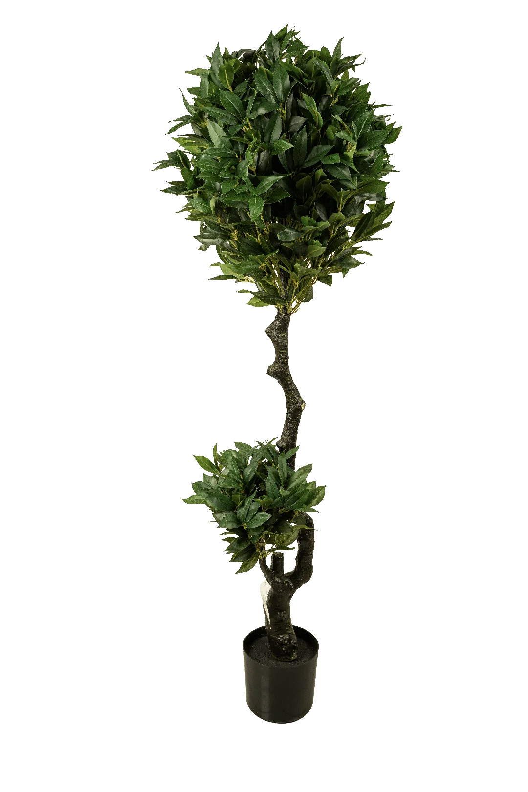 Camellia Japonica (Topiary Style) 160cm | Vyne Artificial Camellia Japonica Topiary — 160cm | Vyne Boutique