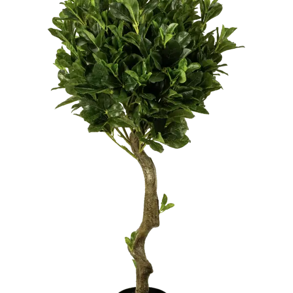 Artificial Pittosporum Tobira — 100cm | Vyne Boutique