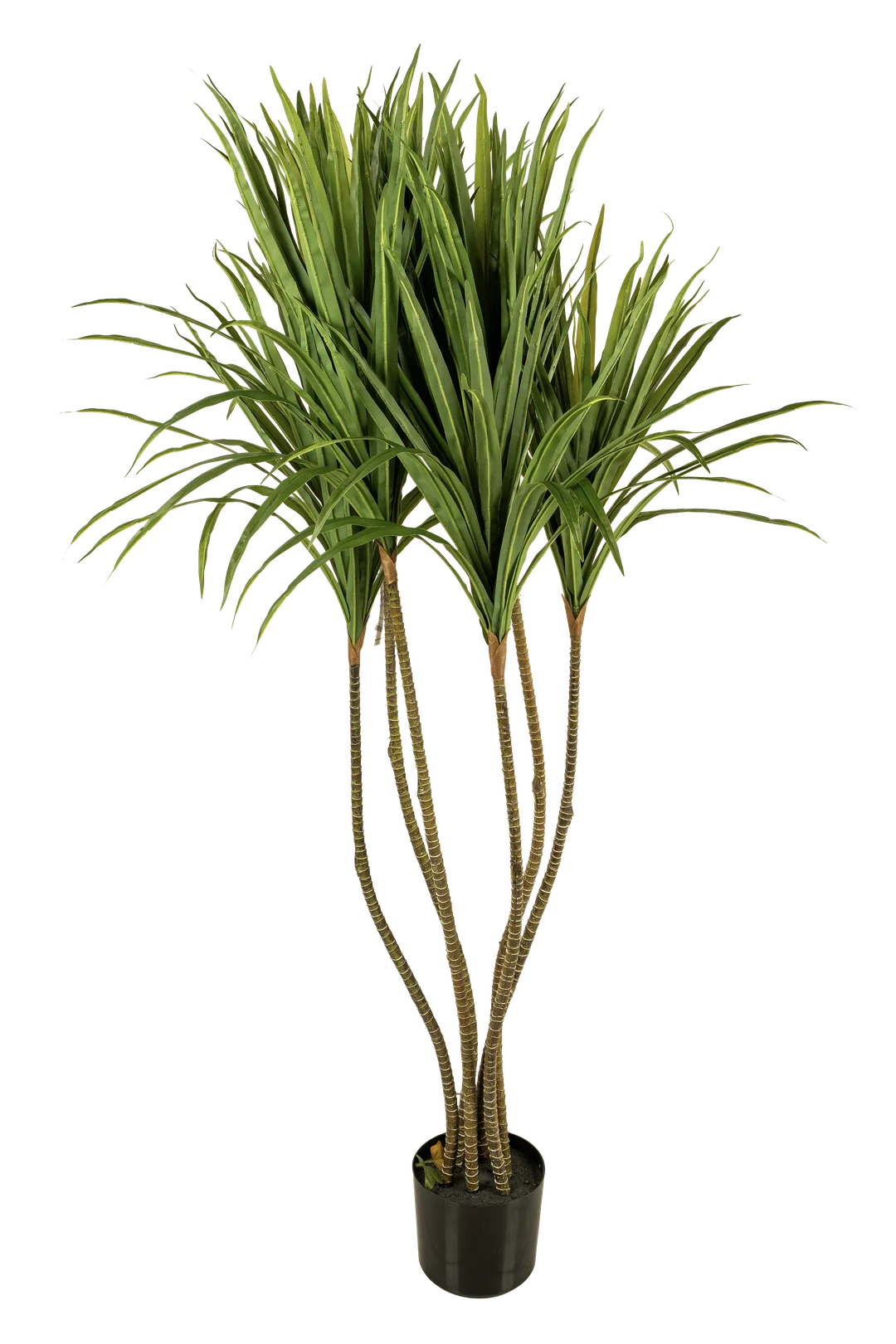 Dracaena Marginata (150cm) | Vyne Artificial Dracaena Marginata Tree — 150cm | Vyne Boutique