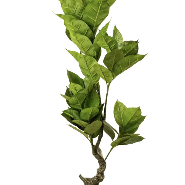 Artificial Rubber Plant — Ficus Elastica 150cm | Vyne Boutique