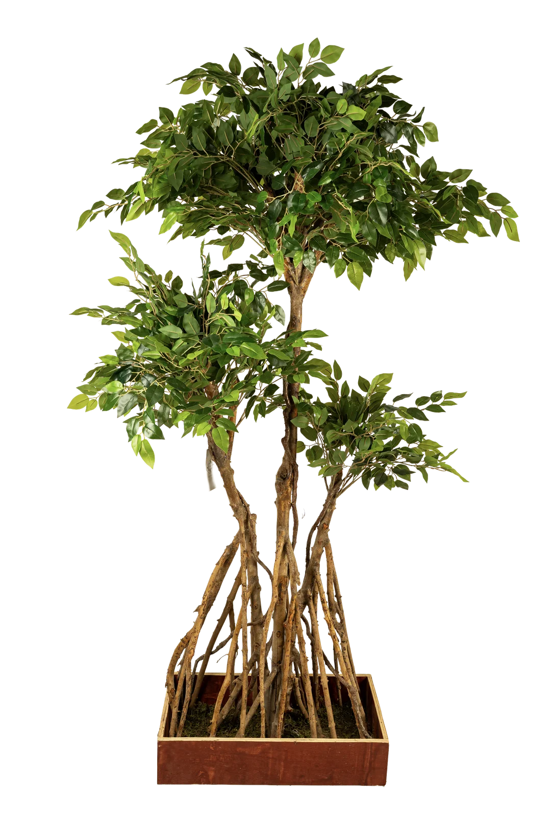 Ficus Microcarpa (180cm) | Vyne Artificial Ficus Microcarpa Tree — 180cm | Vyne Boutique